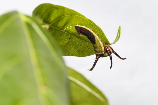 Бабочка Caterpillar of Common (Cyrestis thyodamas) — стоковое фото
