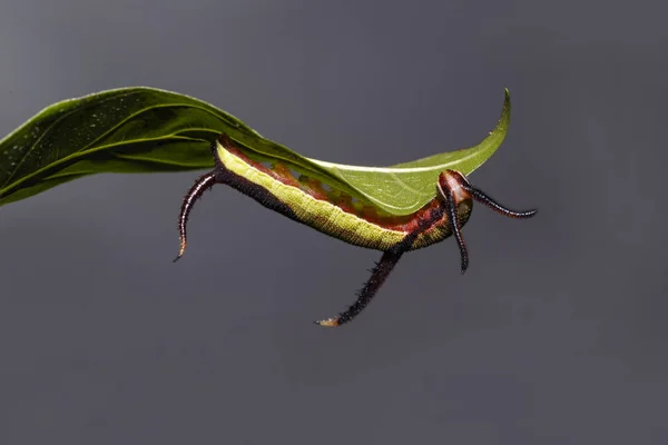Caterpillar közös megjelenítése (Cyrestis thyodamas) pillangó — Stock Fotó