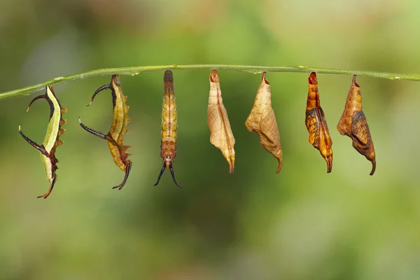 Transformación de mapa común (Cyrestis thyodamas) mariposa fro — Foto de Stock