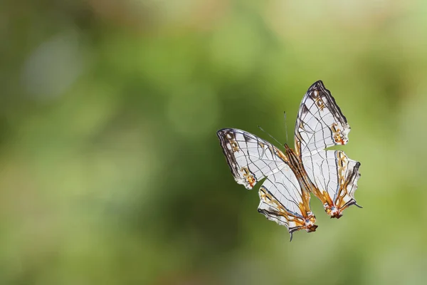Almindelig kort (Cyrestis thyodamas) sommerfugl - Stock-foto