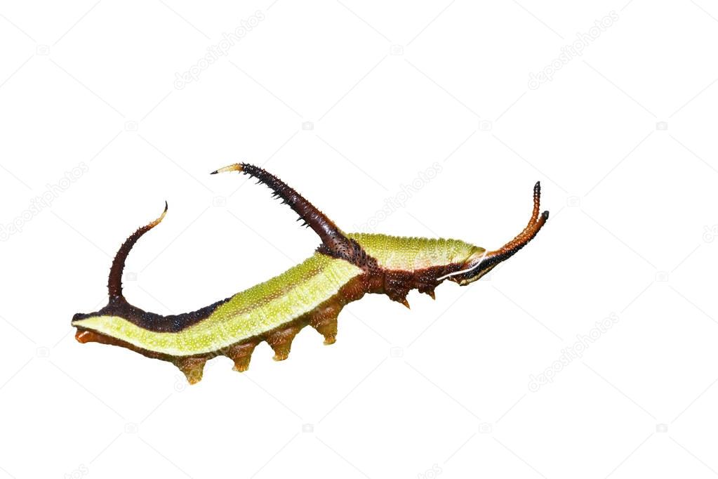 Isolated 5th instar caterpillar of Common map (Cyrestis thyodama