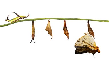 Ortak harita (Cyrestis thyodamas) düzenekli izole yaşam döngüsü
