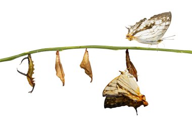 Ortak harita (Cyrestis thyodamas) popo yalıtılmış dönüştürme