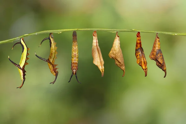 Transformation de la carte commune (Cyrestis thyodamas) papillon — Photo