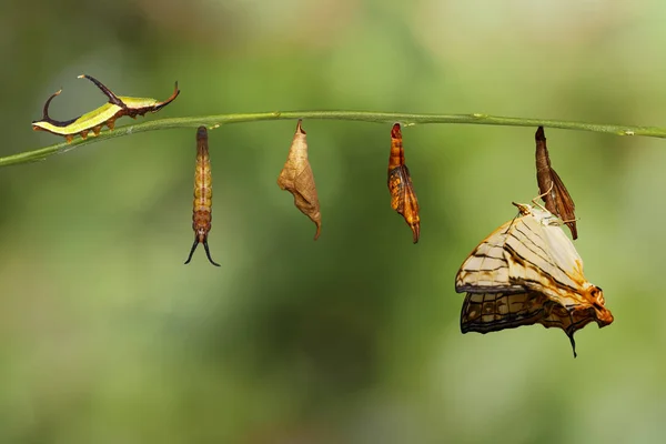 Ciclo de vida del mapa común (Cyrestis thyodamas) mariposa de ca —  Fotos de Stock