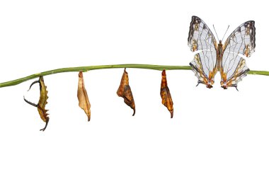 Ortak harita (Cyrestis thyodamas) popo yalıtılmış dönüştürme