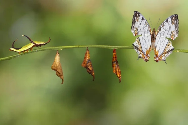 Transformation der gemeinsamen Landkarte (cyrestis thyodamas) Schmetterling hin und her — Stockfoto