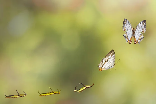 Transformatie van gemeenschappelijke kaart (Cyrestis thyodamas) vlinder — Stockfoto