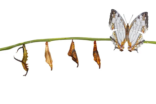 Ortak harita (Cyrestis thyodamas) popo yalıtılmış dönüştürme — Stok fotoğraf