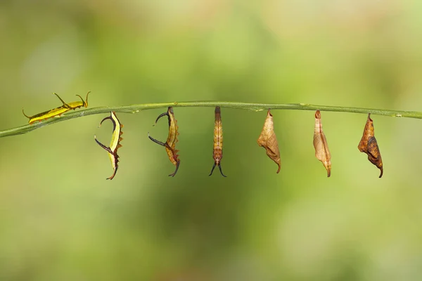 Ortak harita (Cyrestis thyodamas) dönüşümü kelebek fr — Stok fotoğraf