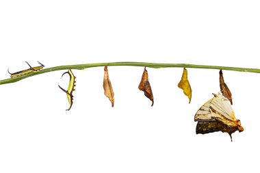 Ortak harita (Cyrestis thyodamas) popo yalıtılmış dönüştürme