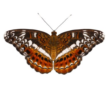 Komutan kelebeğin izole üst görünümü ( Moduza procris ) 