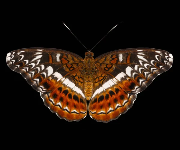 Top view of the commander butterfly ( Moduza procris ) on black — Stock Photo, Image