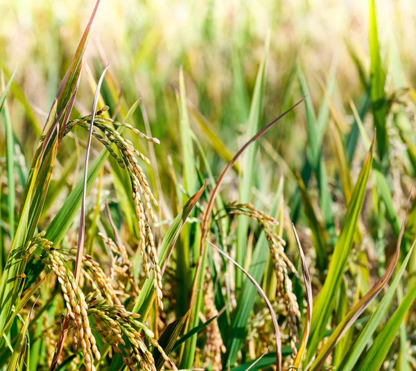 Close up van gele rijst op veld — Stockfoto