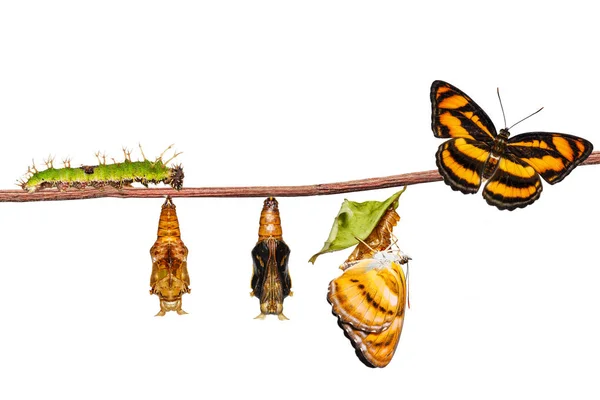 Isolierter Lebenszyklus des farbigen Schmetterlings auf einem Zweig — Stockfoto