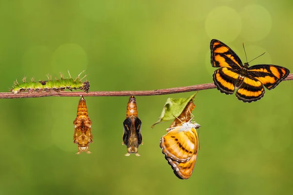 Life cycle of colour segeant butterfly on twig — Stock Photo, Image