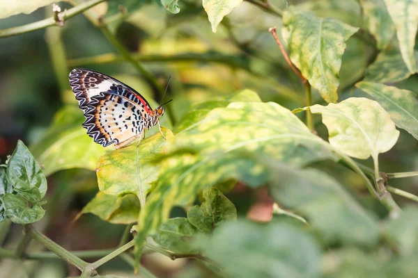 Lacewing leopardo fêmea (Cethosia cyane euanthes) pendurar borboleta — Fotografia de Stock