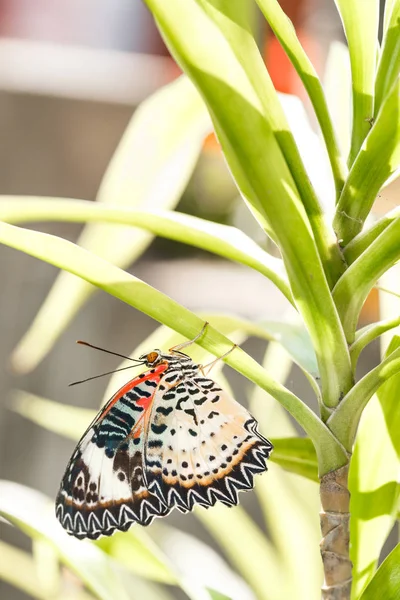Kvinnliga Leopard lacewing (Cethosia sibilans euanthes) fjäril hänga — Stockfoto