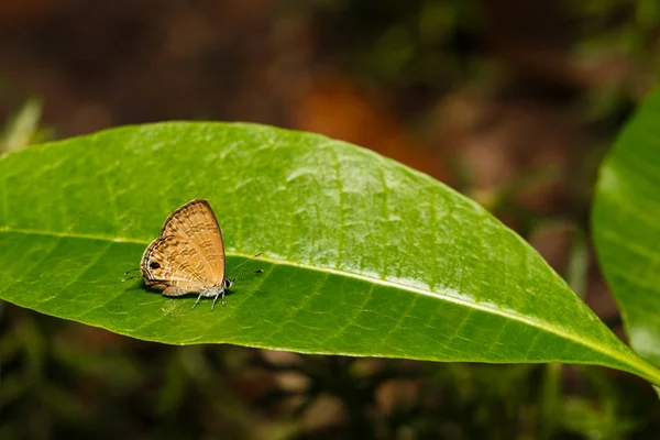 Wspólne lineblue motyl spoczywała na zielony liść — Zdjęcie stockowe
