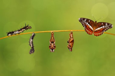 Pupa restin Komutan kelebek Caterpillar'a dönüştürme