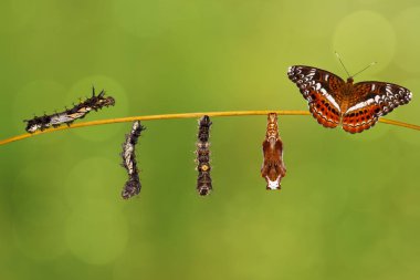 Pupa restin Komutan kelebek Caterpillar'a dönüştürme