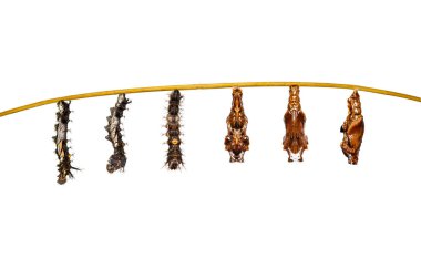 Komutan butterf pupa Caterpillar'a yalıtılmış dönüştürme
