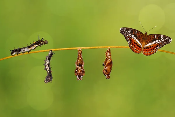 Firma caterpillar transformacji do pupa dowódca motyla restin — Zdjęcie stockowe