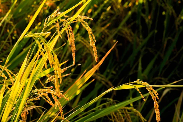 Close up van gele rijst op veld in avond — Stockfoto