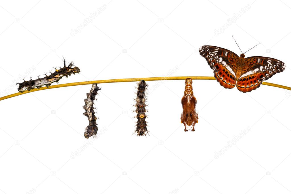 Isolated transformation caterpillar to pupa of commander butterf