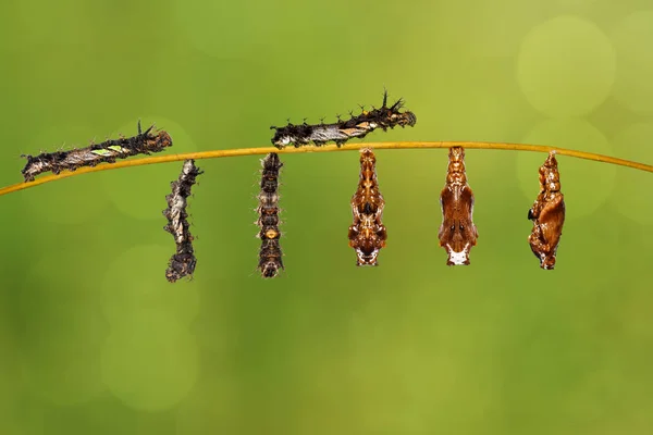 Transformation caterpillar to pupa of commander butterfly restin — Stock Photo, Image