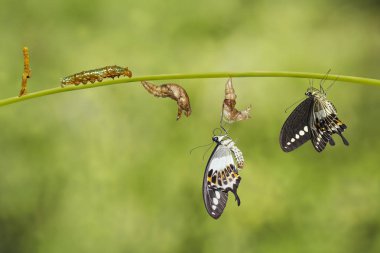 Şeritli swallowtail kelebek (Papil dönüştürme yaşam döngüsü