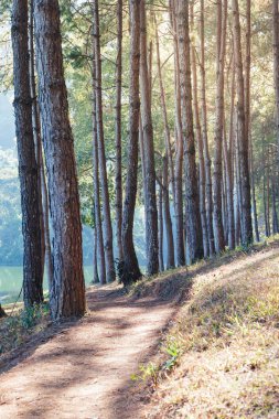 Çam ağaçları ve dağ gölü ile kamp ücreti yürüyüş yolunda