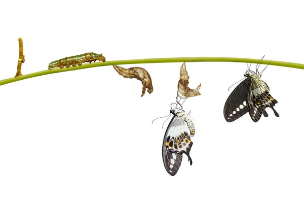 Cykl życia na białym tle transformacji butterf banded swallowtail — Zdjęcie stockowe