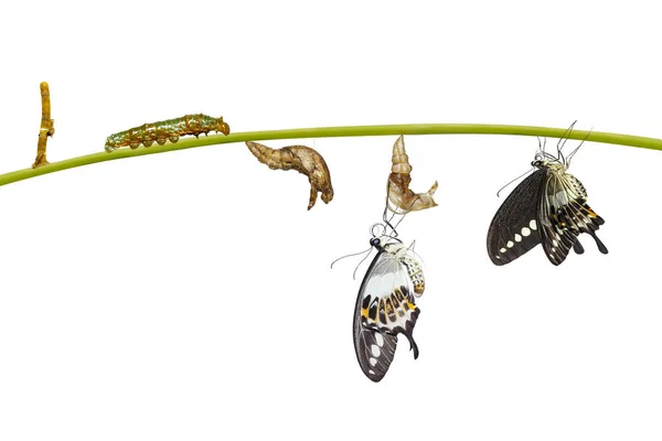 Isolated transformation life cycle of banded swallowtail butterf — Stock Photo, Image