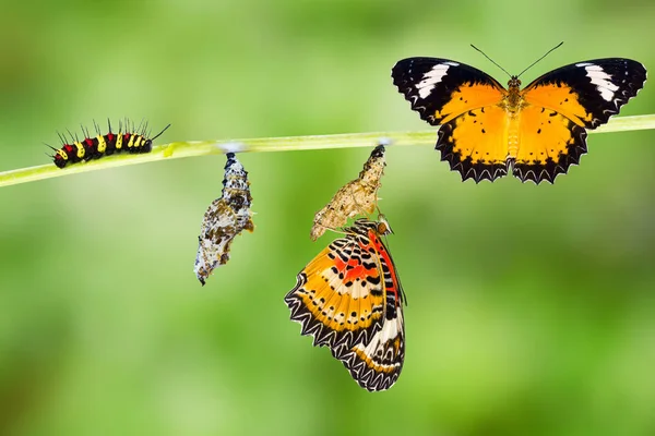 Ciclo de vida aislado de la mariposa macho leopardo lactante — Foto de Stock