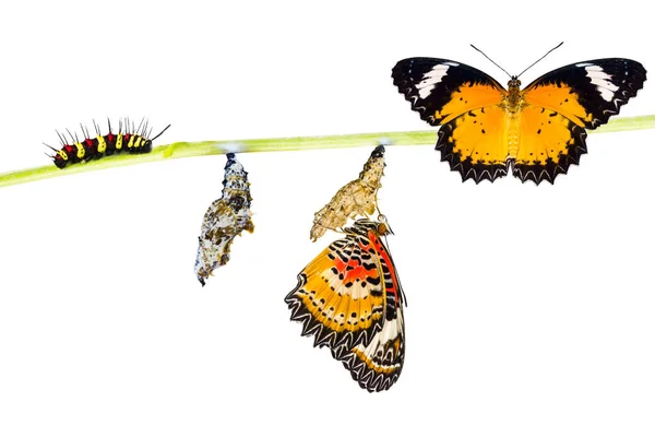 Na białym tle cyklu życia motyl lacewing Lampart — Zdjęcie stockowe
