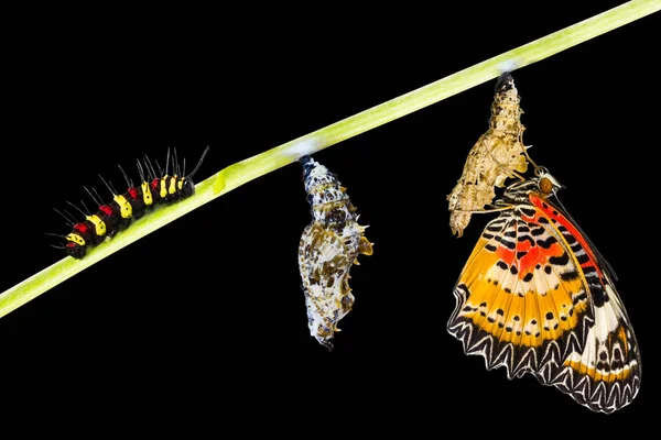 Isolato maschio leopardo lacerazione farfalla ciclo di vita — Foto Stock