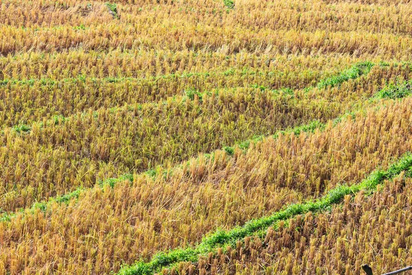 Risfält med ris stubb kvar efter skörden i Thailand — Stockfoto