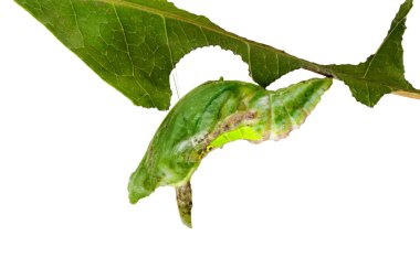 Şeritli swallowtail kelebek (PAPI izole chrysali (pupa)
