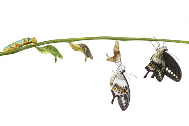 Şeritli swallowtail butterf izole dönüştürme yaşam döngüsü
