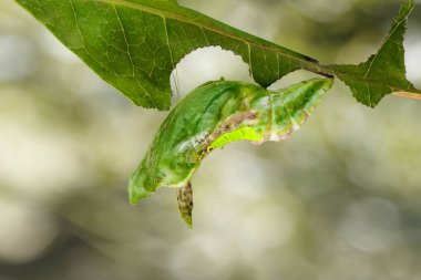 Chrysali (pupa) (Papilio demol şeritli swallowtail kelebek