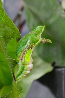 Chrysali (pupa) (Papilio demol şeritli swallowtail kelebek