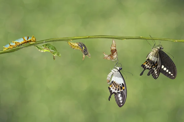Ciclo de vida de la transformación de la mariposa de cola de golondrina (Papil — Foto de Stock