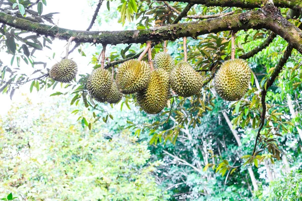 Verse Mon Thong of gouden kussen durian, koning van tropische vruchten, — Stockfoto