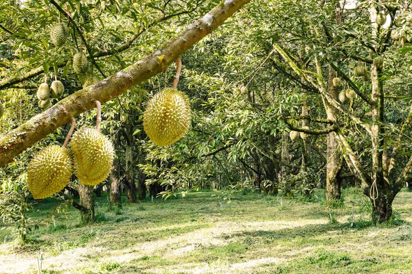 Färsk Mon Thong eller Golden kudde durian, kung av tropisk frukt, — Stockfoto