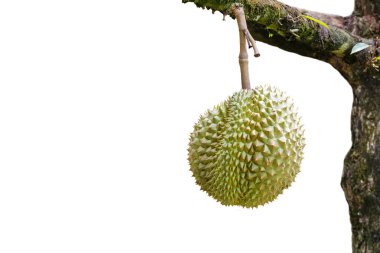 İzole Pzt tanga veya altın yastık durian, tropikal fru Kral