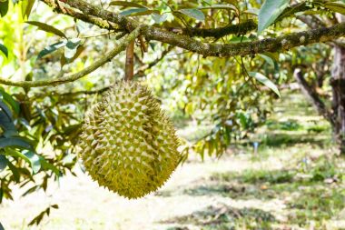 Mon tanga durian, tropikal meyve ağacı üzerinde Kralı