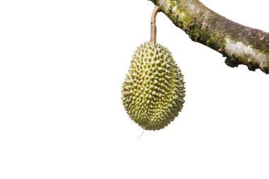 İzole Pzt tanga durian, tropikal meyve ağacı üzerinde Kralı