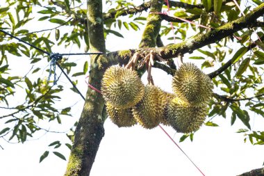 Mon tanga durian, tropikal meyve ağacı üzerinde Kralı