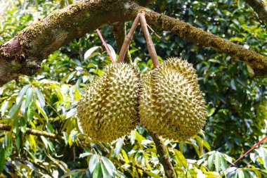 Mon tanga durian, tropikal meyve ağacı üzerinde Kralı